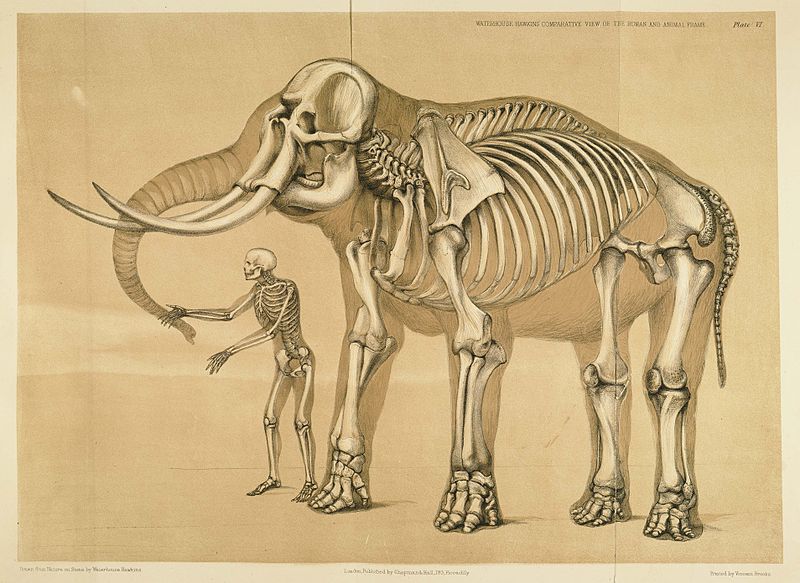 File:Comparative view of the human and elephant frame, Benjamin Waterhouse Hawkins, 1860.jpg