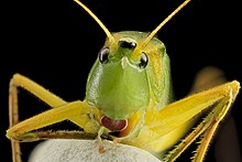 Kepala kerucut, U, Wajah, MD, PG County 2013-08-23-16.06.07 ZS PMax (9593973511).jpg