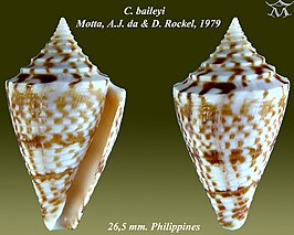 Conus baileyi