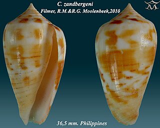 <i>Conus zandbergeni</i> Species of sea snail