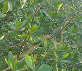 Cook's Tree Boa, Caroni Swamp, Trinidad