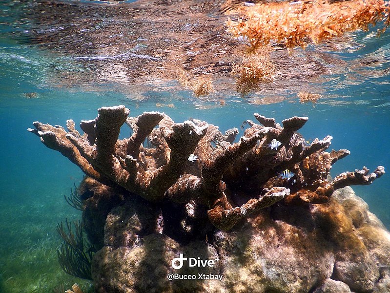 File:Coral Acropora palmata.jpg