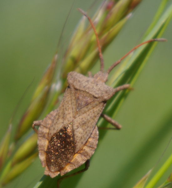 File:Coreus marginatus -big-.png