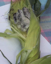 This ear of corn has been infected with Ustilago maydis. Corn smut on an infected ear of corn.png