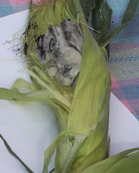 File:Corn smut on an infected ear of corn.png