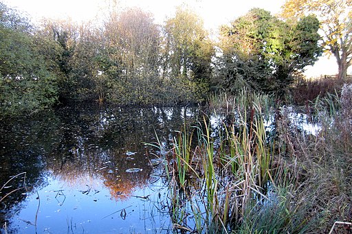 Corner of the Snipe Pool - geograph.org.uk - 3219873