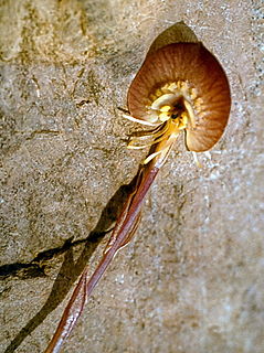 Corsiaceae Family of flowering plants