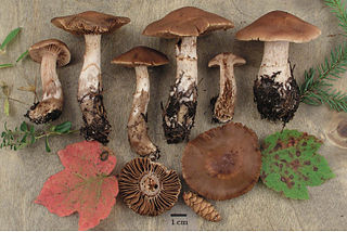 <i>Cortinarius bovarius</i> Species of fungus