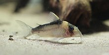 Corydoras imitator.jpg