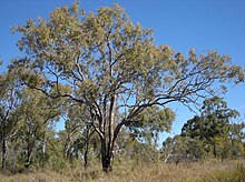 Corymbia eritrophloia tree.jpg