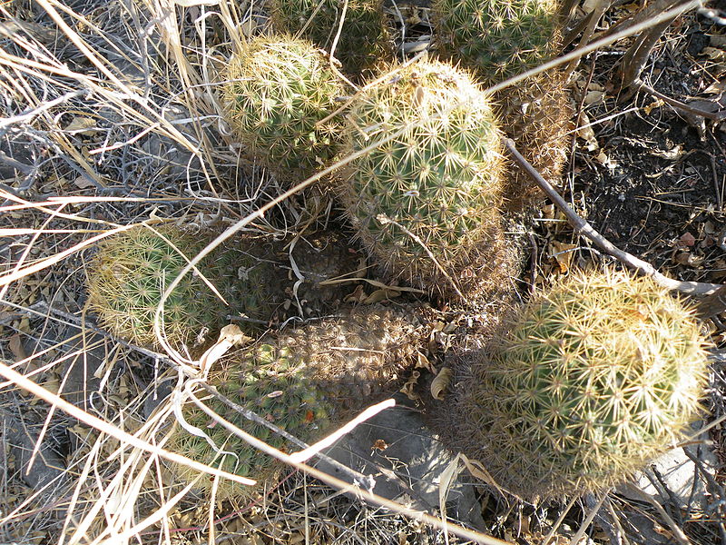 File:Coryphantha erecta (5780913807).jpg