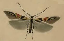 Cosmopterix orichalcea