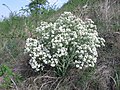 Der in Österreich stark gefährdete Tátorján-Meerkohl (Crambe tataria) verbreitet seine Diasporen als Steppenroller.[10]