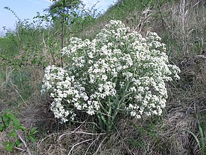 Tatar sea kale near Ottenthal in Lower Austria