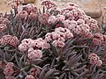 Crassula spec