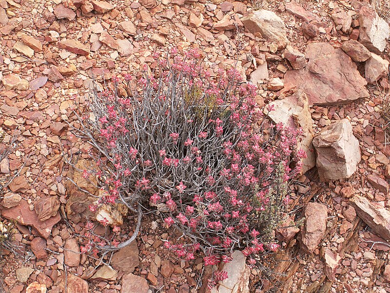 File:Crassula rupestris in Western Cape, South Africa.jpg