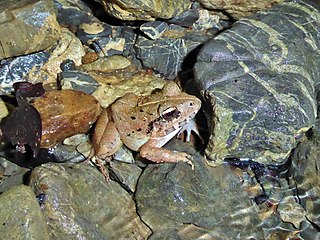 <i>Craugastor sandersoni</i> Species of frog