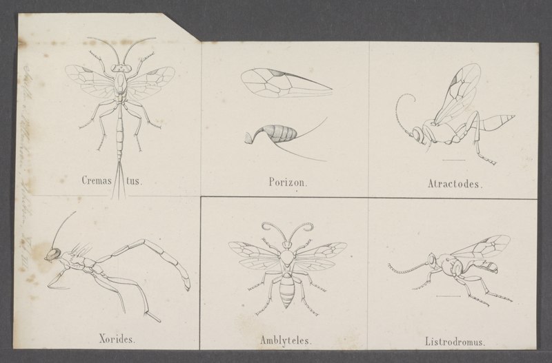 File:Cremastus - Print - Iconographia Zoologica - Special Collections University of Amsterdam - UBAINV0274 046 02 0010.tif