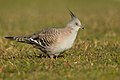 Crested Pigeon, Newington, New South Wales, Australia