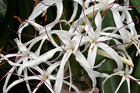 A Crinum mauritianum flower.jpg kép leírása.