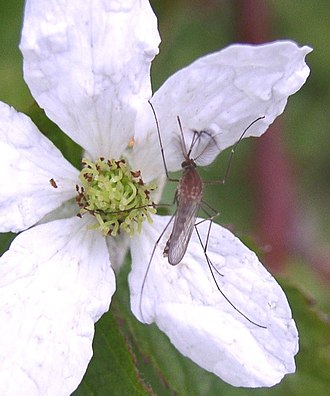 Adult male Culex salinarius bramble.jpg