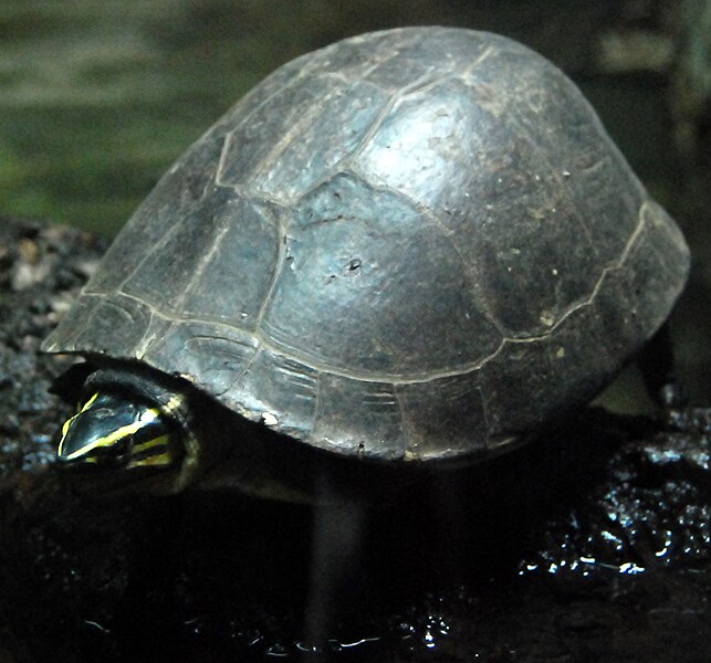 File:Cuora amboinensis in Beijing Zoo.JPG