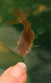 Curled-gill goldfish