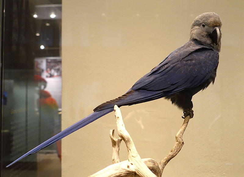 File:Cyanopsitta spixii - Museum fur Naturkunde, Berlin - DSC00194.JPG