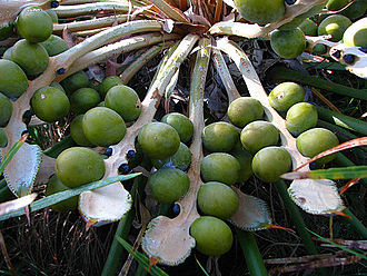 Cycas media megasporophylls with nearly-mature seeds on a wild plant in north Queensland, Australia Cycas media megasporophylls.jpg