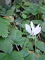 Cyclamen cilicium