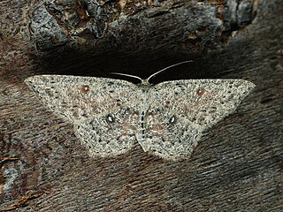 <i>Cyclophora pendularia</i> Species of moth
