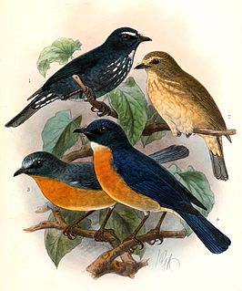 Damar flycatcher Species of bird