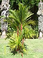 Cyrtostachys renda en Jardín Botánico de Caracas.JPG