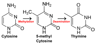 How methylation of CpG sites followed by spontaneous deamination leads to a lack of CpG sites in methylated DNA. As a result residual CpG islands are created in areas where methylation is rare, and CpG sites stick. Cytosine becomes thymine.png