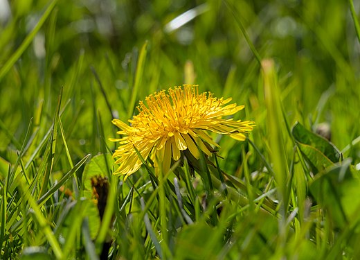 en:Taraxacum officinale