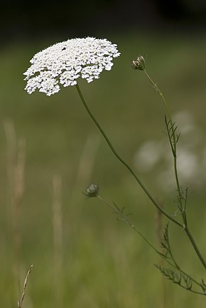 Tämän kuvan kuvaus, myös kommentoitu alla