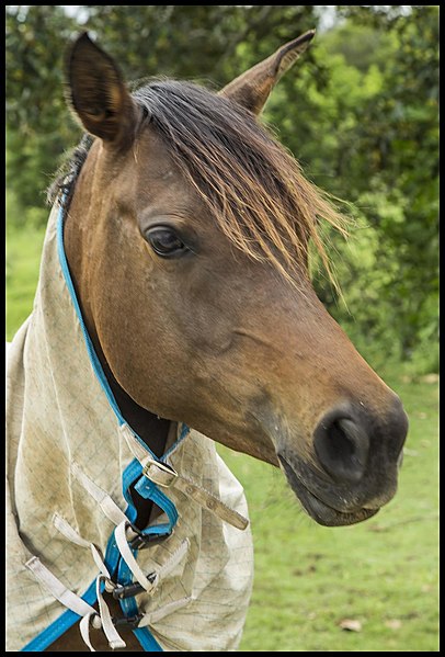 File:Dayboro horse waiting for Ben with carrots-1 (22855709582).jpg