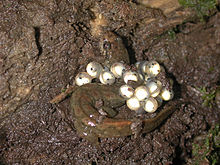 dusky salamander with eggs in Page County, Virginia DesmognathusFuscusPageVA.jpg