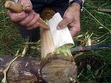 Bark of pine was used as emergency food in Finland during famine, last time during and after civil war in 1918. Detaching inner bark of pine.jpg