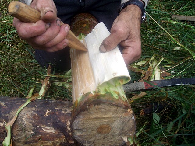 Stripping the inner bark from a pine branch