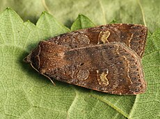 Diarsia dahlii - Barred chestnut - Подорожниковая совка жёлто-бурая (39271720190).jpg