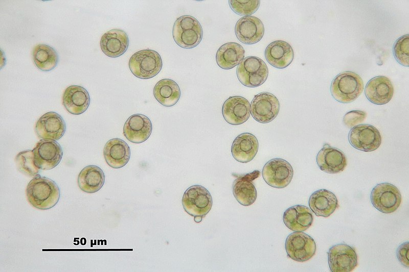 File:Dicranella heteromalla (h, 144824-474711) 4305.JPG