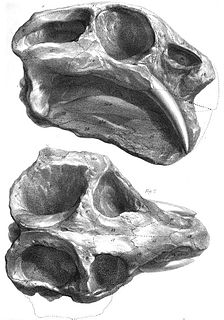 <i>Dicynodon</i> Extinct genus of mammals