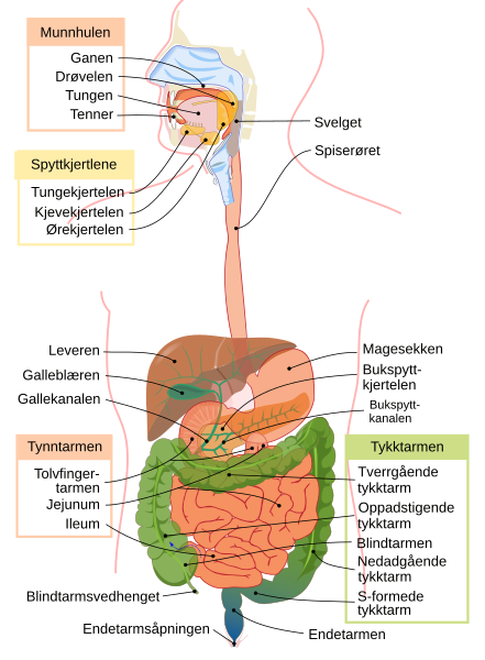 File:Digestive system diagram no.svg