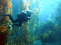 Diver in kelp forest.