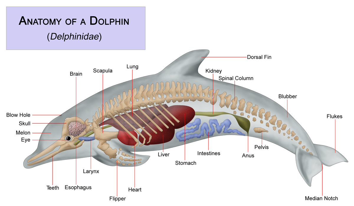 Dolphin - Wikipedia