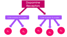 Dopamine receptor flow chart Dopamine Receptor Flowchart.png