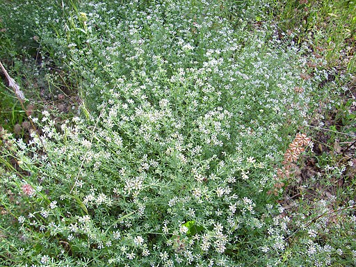 Dorycnium pentaphyllum Habitus Valderepisa 2012-05-31 SierraMadrona