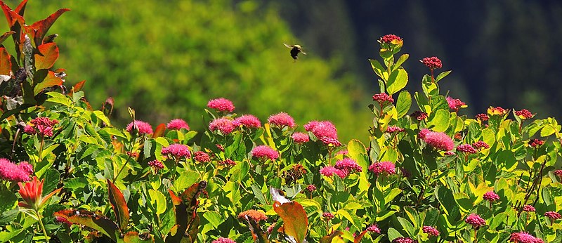 File:Douglas Spireia and Bumblebee along Silver Star Trail-Gifford Pinchot (26780804225).jpg