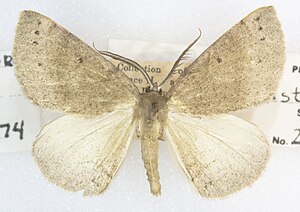 Drepanulatrix hulstii, -26075, Det. R. Hannawacker, Descanso, California. August 1947, Noel Crickmer (49551072476).jpg